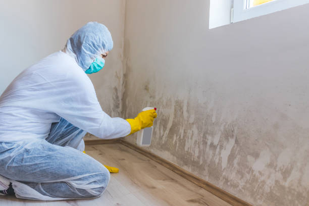 Licensed Attic Mold Remediation service in Milton, FL - Car Mold Remediation